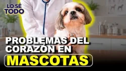 Warning signs of heart problems in pets with veterinarian César Álvarez | Lo Sé Todo