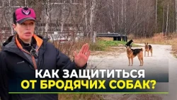 A dog trainer from Noyabrsk explained how to behave when encountering an aggressive dog.