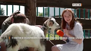 A goat for the people