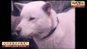 幻の高安犬が発見？・ディスコ成人式 ・かまくら結婚式～YTS山形テレビ「やまがた百景（昭和を顧みて）」～