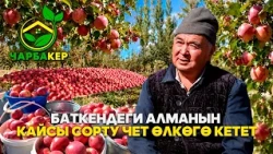 Баткендеги алманын кайсы сорту чет өлкөгө кетет /// ЧАРБАКЕР