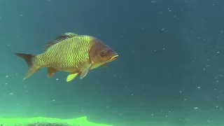Fishmine S5 – Millstättersee 1.–2. díl | Studená voda, hloubka a vážná výzva