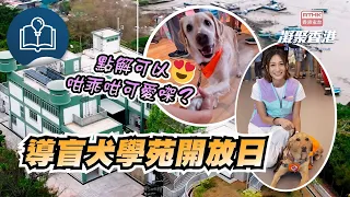凝聚香港｜導盲犬咁乖係點訓練㗎？｜導盲犬學苑開放日｜三級歷史建築｜前流浮山警署
