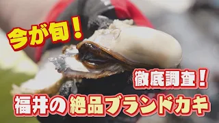 福井カキ王国なんだー？