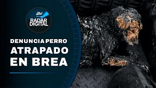 Quito: Municipality denies that a dog was trapped in asphalt on Ruta Viva | Ecuavisa Digital Radar