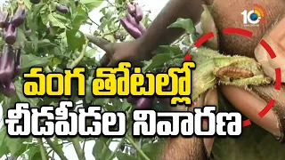 Brinjal Pest Control | వంగ తోటల్లో చీడపీడల నివారణ | Matti Manishi | 10TV News