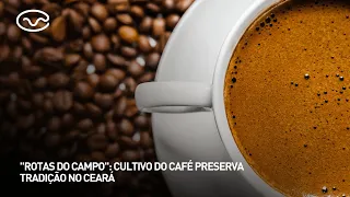 "Rotas do Campo": Coffee cultivation preserves tradition in Ceará