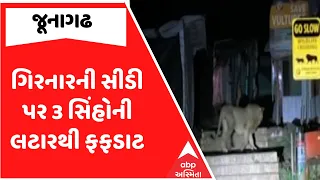 Junagadh Lion | ગિરનારની સીડી પર 3 સિંહોની લટારથી ફફડાટ | ABP Asmita