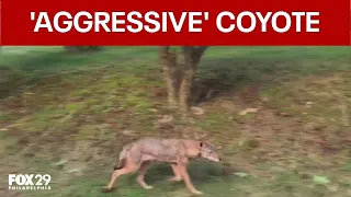 Cheltenham police warn of 'aggressive' coyote spotted in Wyncote