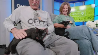 Petline9: Colorado Feline Foster Rescue seeking homes for trio of 6-month-old loveable kittens