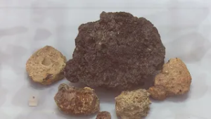 V Šentjerneju razstava Gutenwerd – vsakdanjik v srednjem veku