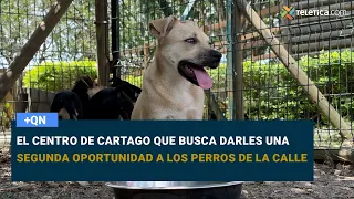 The Cartago center that seeks to give stray dogs a second chance