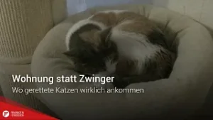 Wohnung statt Zwinger: Wo gerettete Katzen wirklich ankommen