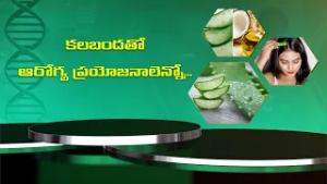 కలబందతో ఆరోగ్య ప్రయోజనాలెన్నో | Health Tip For Benefits of Kalabanda | Sukhibhava | ETV Life