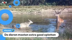 Animals on the Veluwe adapt behavior to the wolf