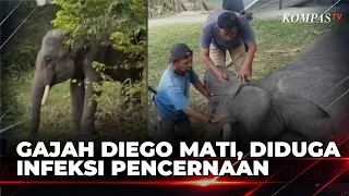 Gajah Diego Mati di Pusat Latihan Gajah Minas, Diduga akibat Infeksi Pencernaan Kronis | BERITA UTAM