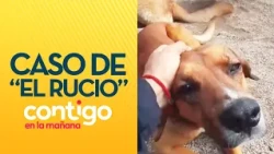 JUSTICE FOR RUCIO: Neighbors outraged over the euthanasia of a community dog - Contigo en la Mañana
