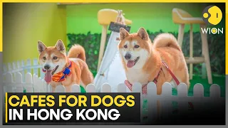 The Best Dog-Friendly Cafes in Hong Kong; 30-Year Old Ban Ends | WION