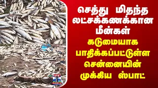 Fish | செத்து மிதந்த லட்சக்கணக்கான மீன்கள் - கடுமையாக பாதிக்கப்பட்டுள்ள சென்னையின் முக்கிய ஸ்பாட்