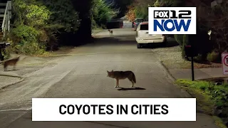 Study shows more coyotes are living in cities