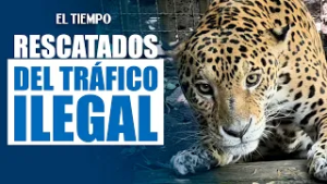 Fauna rescatada del tráfico ilegal encuentra refugio en el Parque de la Conservación de Medellín