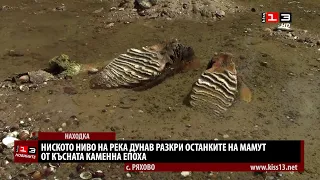 Ниското ниво на Дунава разкри останки на мамут край Ряхово