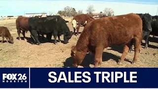 Houston rancher sees sales triple following President Trump's beef import announcement