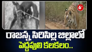 ?? Tiger Terror in Rajanna Sircilla! Massive Panic Grips the District ?? | ? High Alert! | @6TV