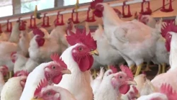 Itaú BBA: Newcastle disease could pressure chicken prices in 2027