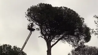 Cerveteri, pine trees infested with scale insects cut down: “They could have collapsed onto house...
