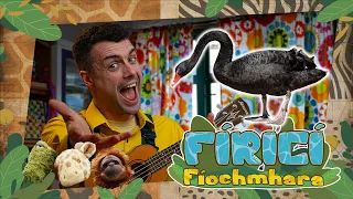 Fíricí Fíochmhara | Ealaí Dubha | Amhrán 🦢