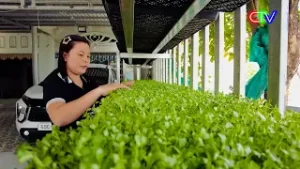 TĂNG THU NHẬP NHỜ MÔ HÌNH TRỒNG RAU MẦM