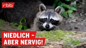 Wenn Niedlichkeit zur Plage wird: Waschbär-Alarm in der Nacht | SUPER.MARKT