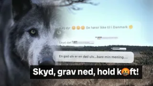 Ulveland (2:3) | Ulveangreb og frygt