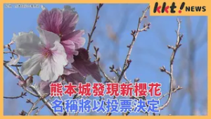 熊本城發現新櫻花 名稱將以投票決定