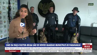 BELGIAN MALINOIS DOGS ARE THE NEWEST MUNICIPAL GUARDS OF PARANAGUÁ
