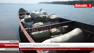 Agabuutikidde: Okulwanyisa envuba embi  Bakutte abasajja mukaaga   Basangiddwa nobwennyanja obuto