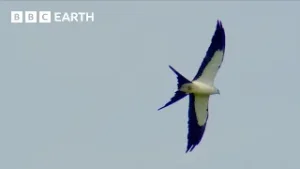The Secrets Behind the Swallow‑Tailed Kite's Perfect Flight | BBC Earth
