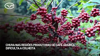 Rains in Arabica coffee-producing regions hinder harvest