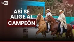How is the best Peruvian Paso horse chosen? A judge reveals the secrets