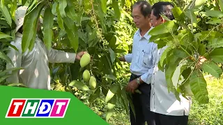 Hoa Loc Mango prices surge | THDT