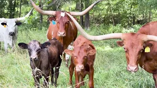 Missouri livestock owners on alert for screwworm symptoms