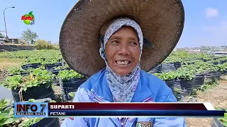 HOT WEATHER, ABUNDANT STRAWBERRY STOCK