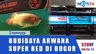 TERNYATA ADA BUDIDAYA IKAN ARWANA SUPER RED DI CIAMPEA KAB BOGOR, INI KATA WABUP BOGOR