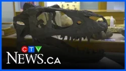 Dinosaur bones shed light on eating habits of carnivores