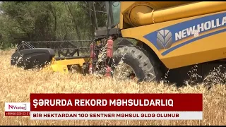 Şərurda rekord məhsuldarlıq: Bir hektardan 100 sentner məhsul əldə olunub