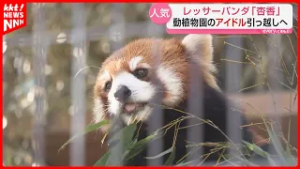 レッサーパンダ「杏香(あこ)」動植物園のアイドルが繁殖のためにお引っ越し