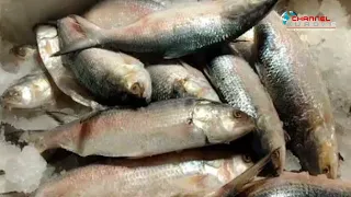 প্রথমবার ভারত থেকে বাংলাদেশে ইলিশ রপ্তানি, দুই মাসে এসেছে ৫০০ টন।