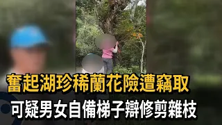 可疑人士自備工具偷奮起湖珍稀蘭花 目擊民眾錄影報警－民視新聞