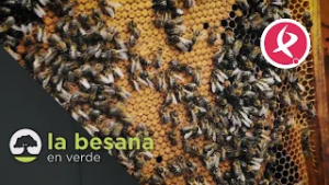 La apicultura en estado crítico | La Besana en verde